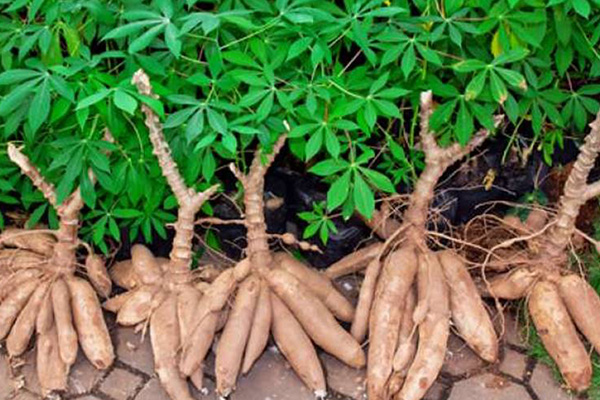 Table Full of Spices