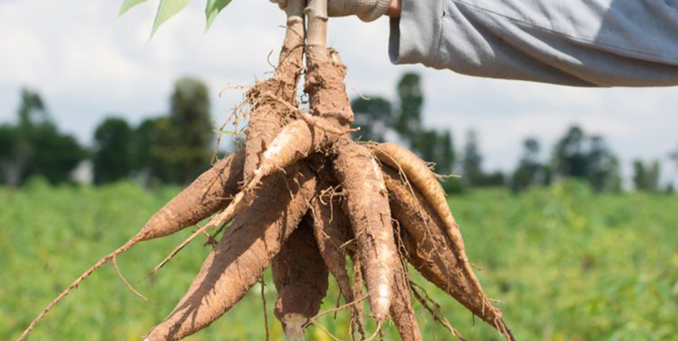 Dark Roast Iced Coffee